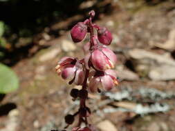 Image of Wintergreen