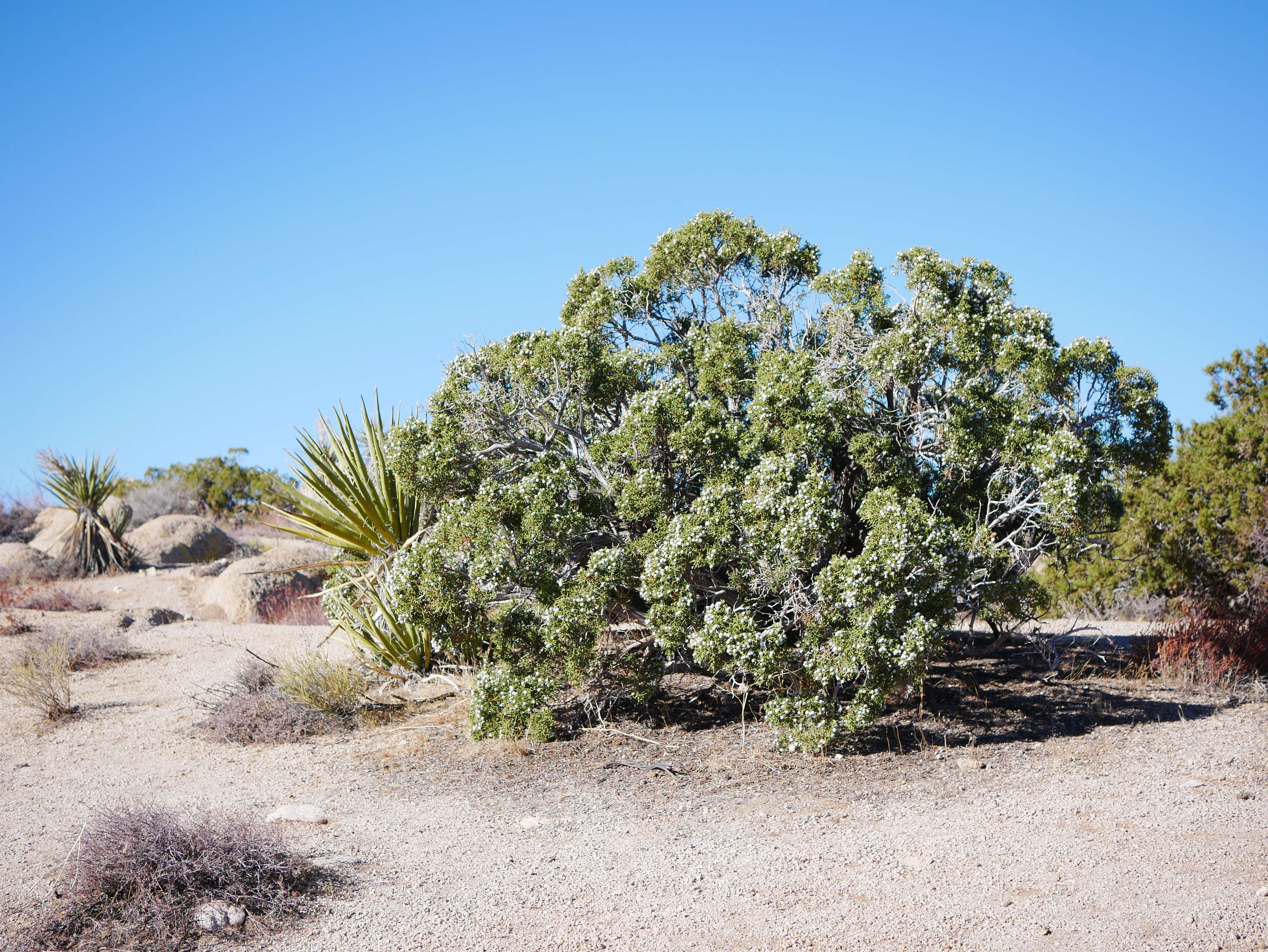 Image of California Juniper