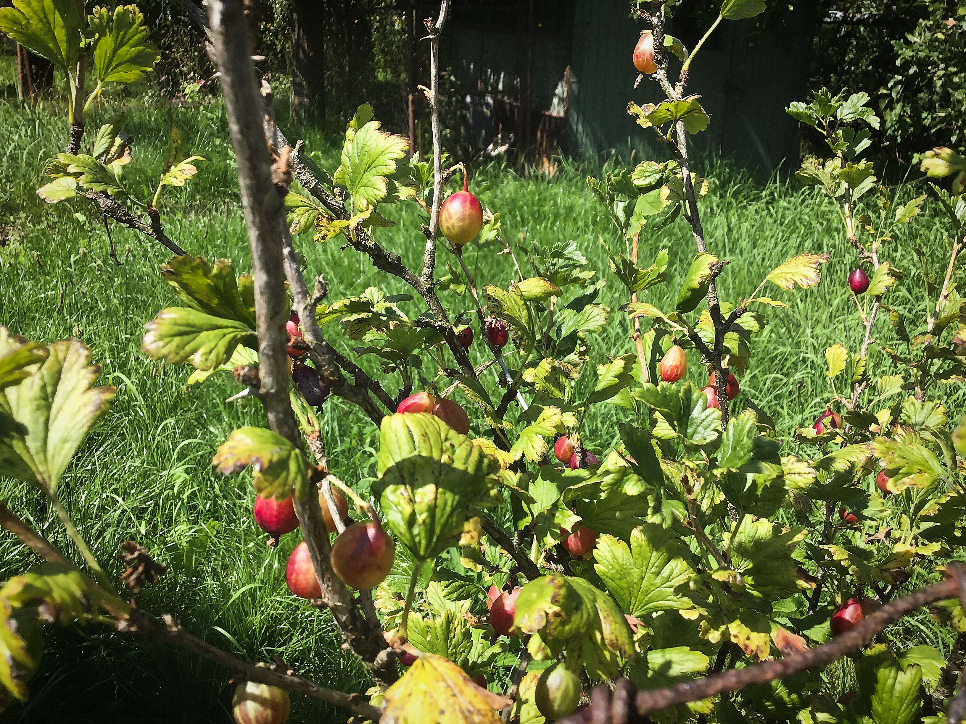 Image of European gooseberry