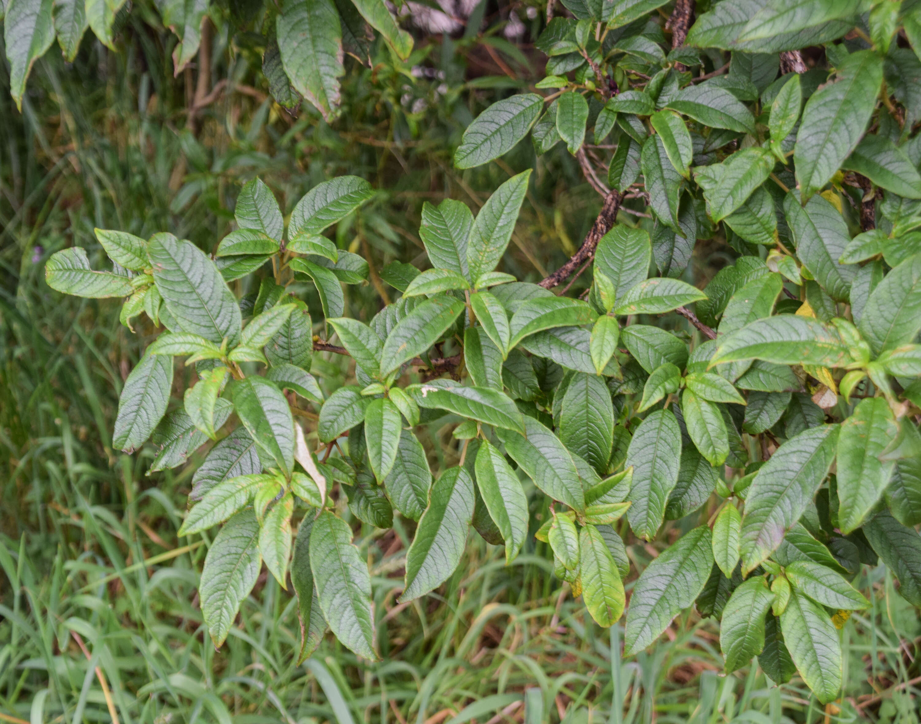 Image of New Zealand fuchsia