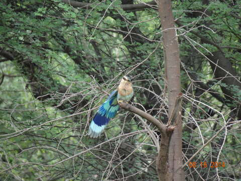 Image of Indian Roller