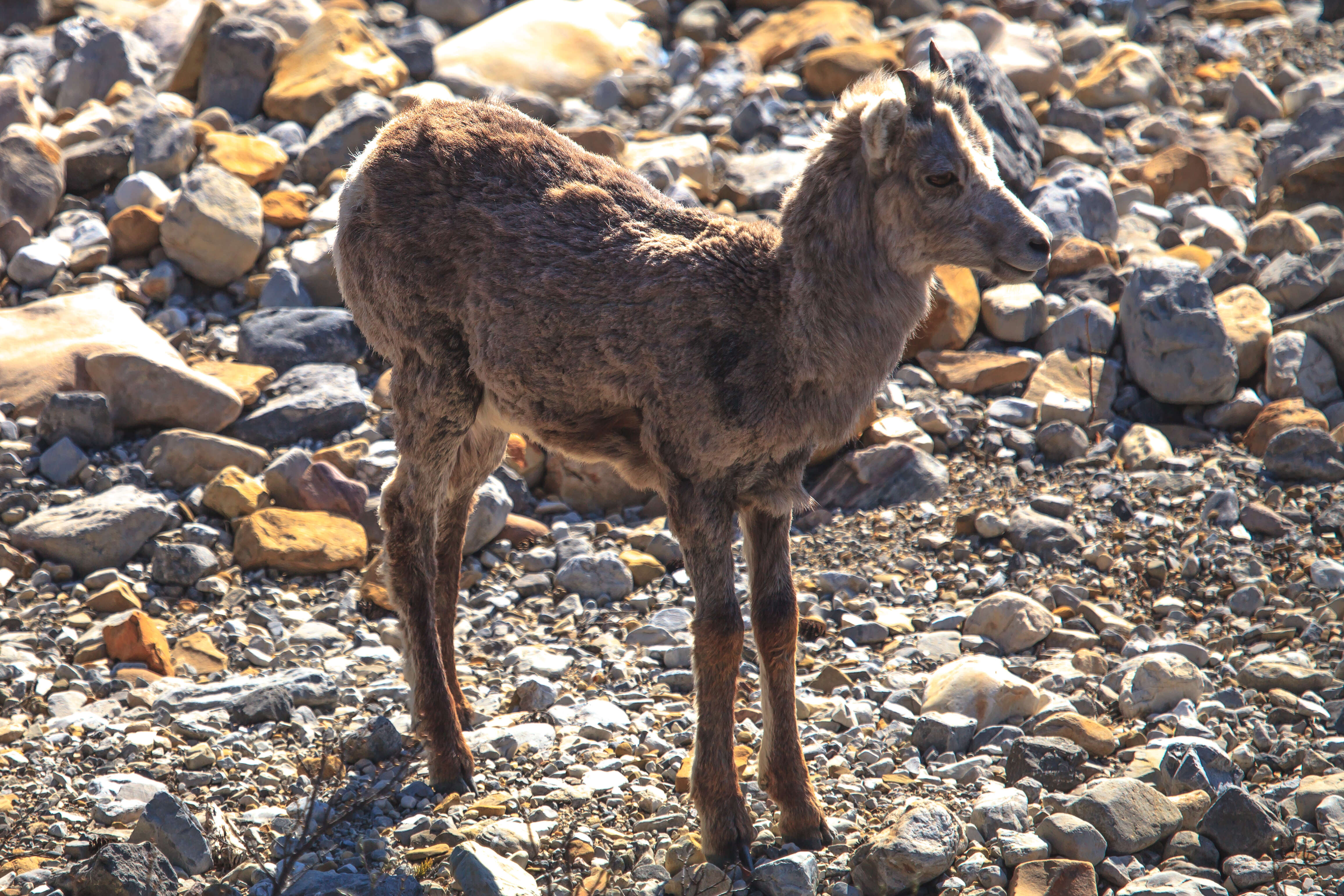 Image of Stone sheep