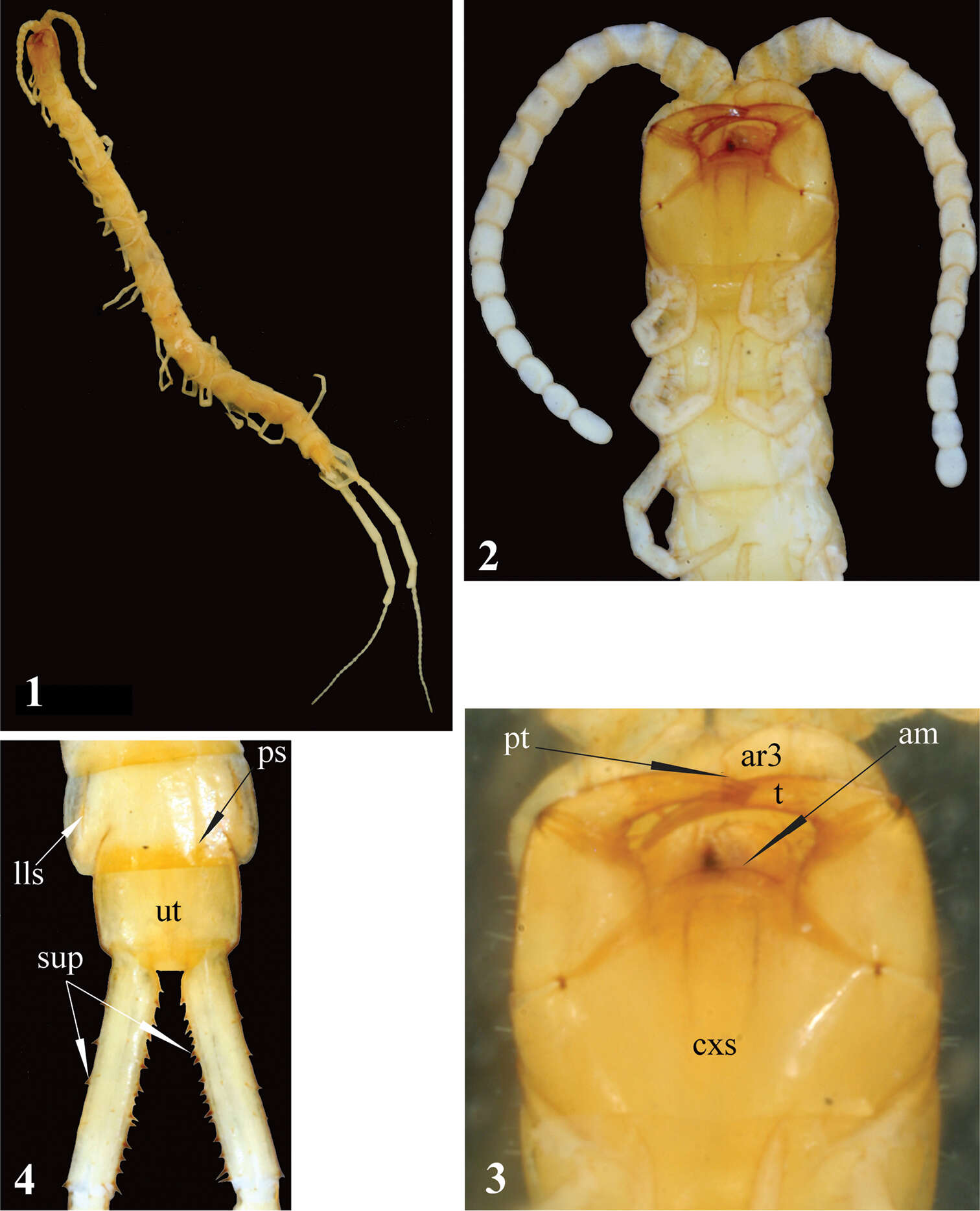 Newportiinae Pocock 1896 resmi