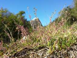 Image of stalked bur grass