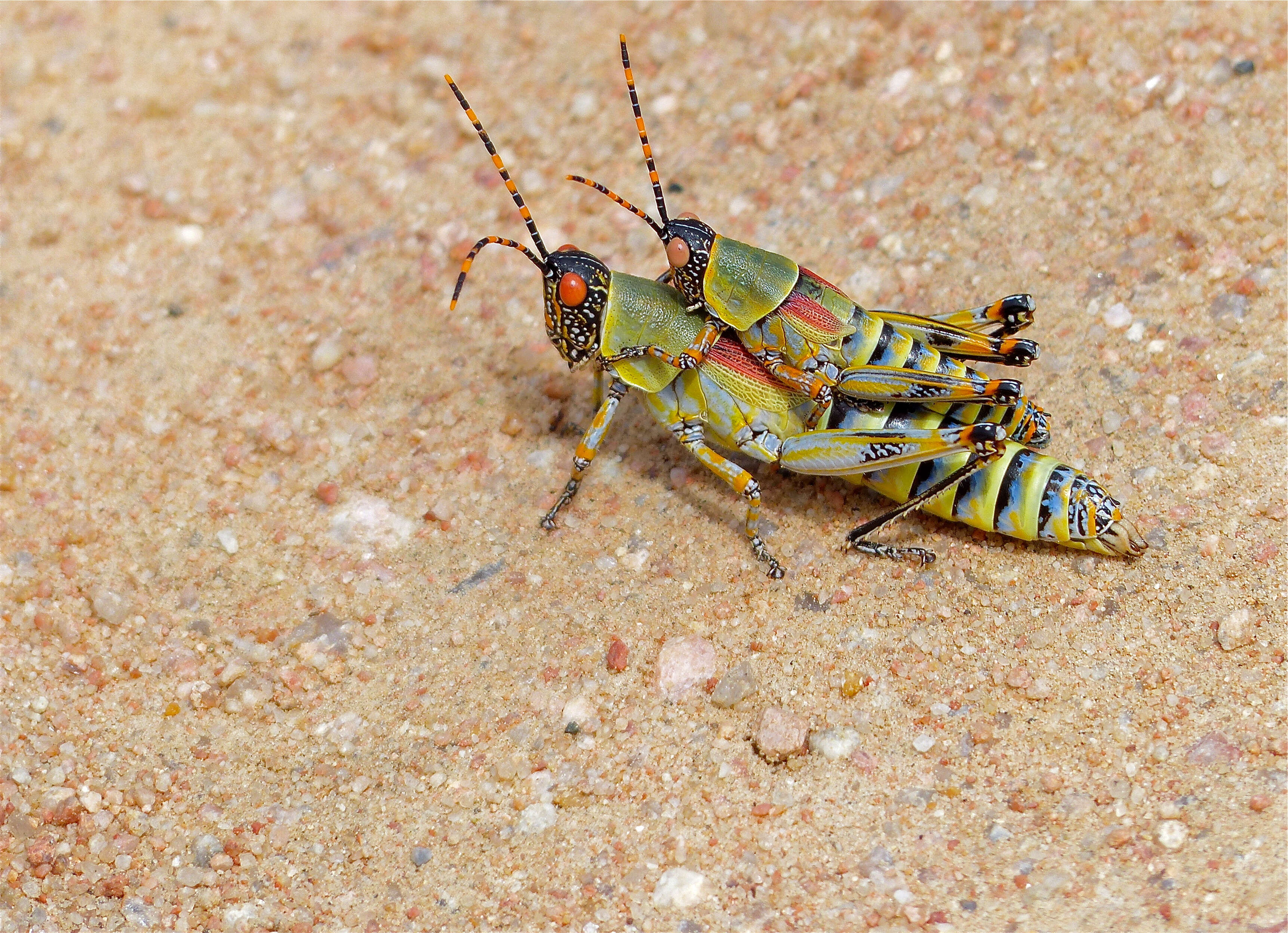 Plancia ëd Zonocerus elegans (Thunberg 1815)