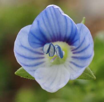 Image of birdeye speedwell