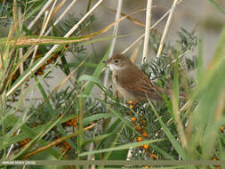 Image of Sylvia communis