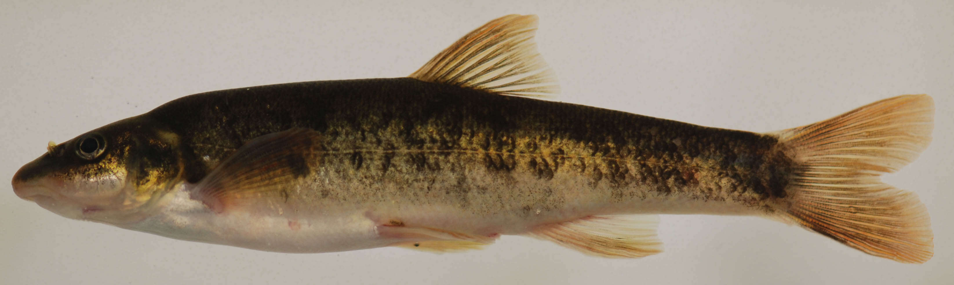 Image of Longnose Dace