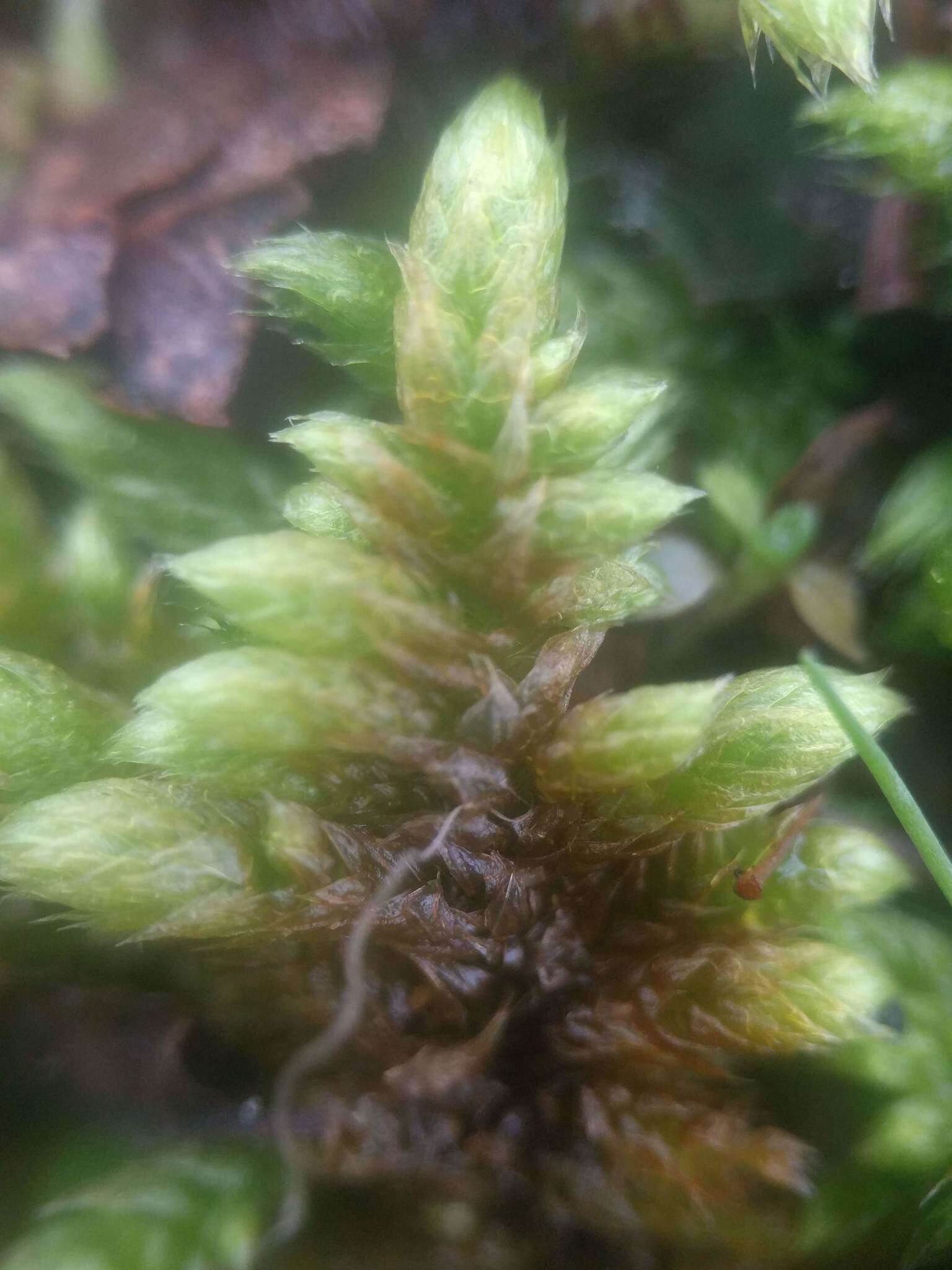 Image of rhytidium moss