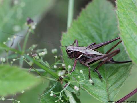 Image of bog bush-cricket