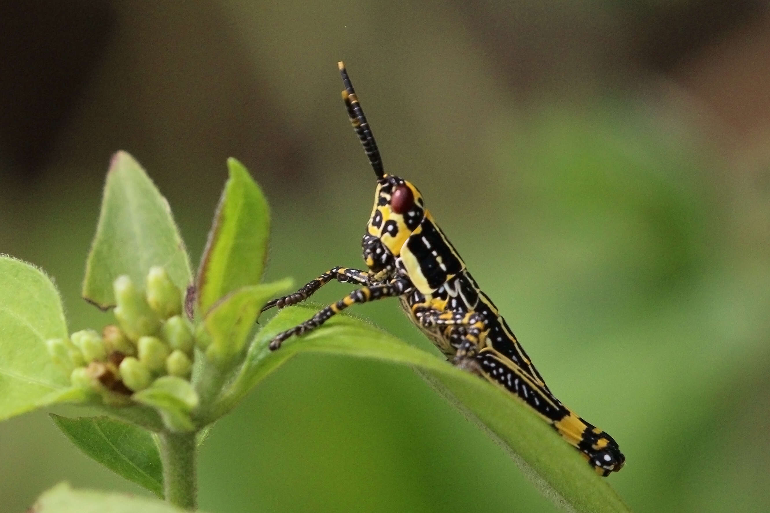 Image of Variegated grasshopper