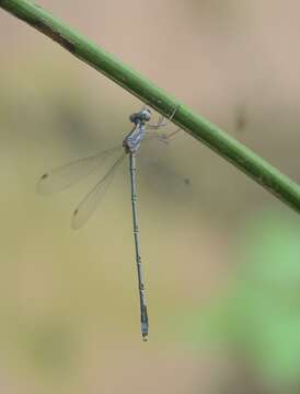 Image of Emerald Spreadwing