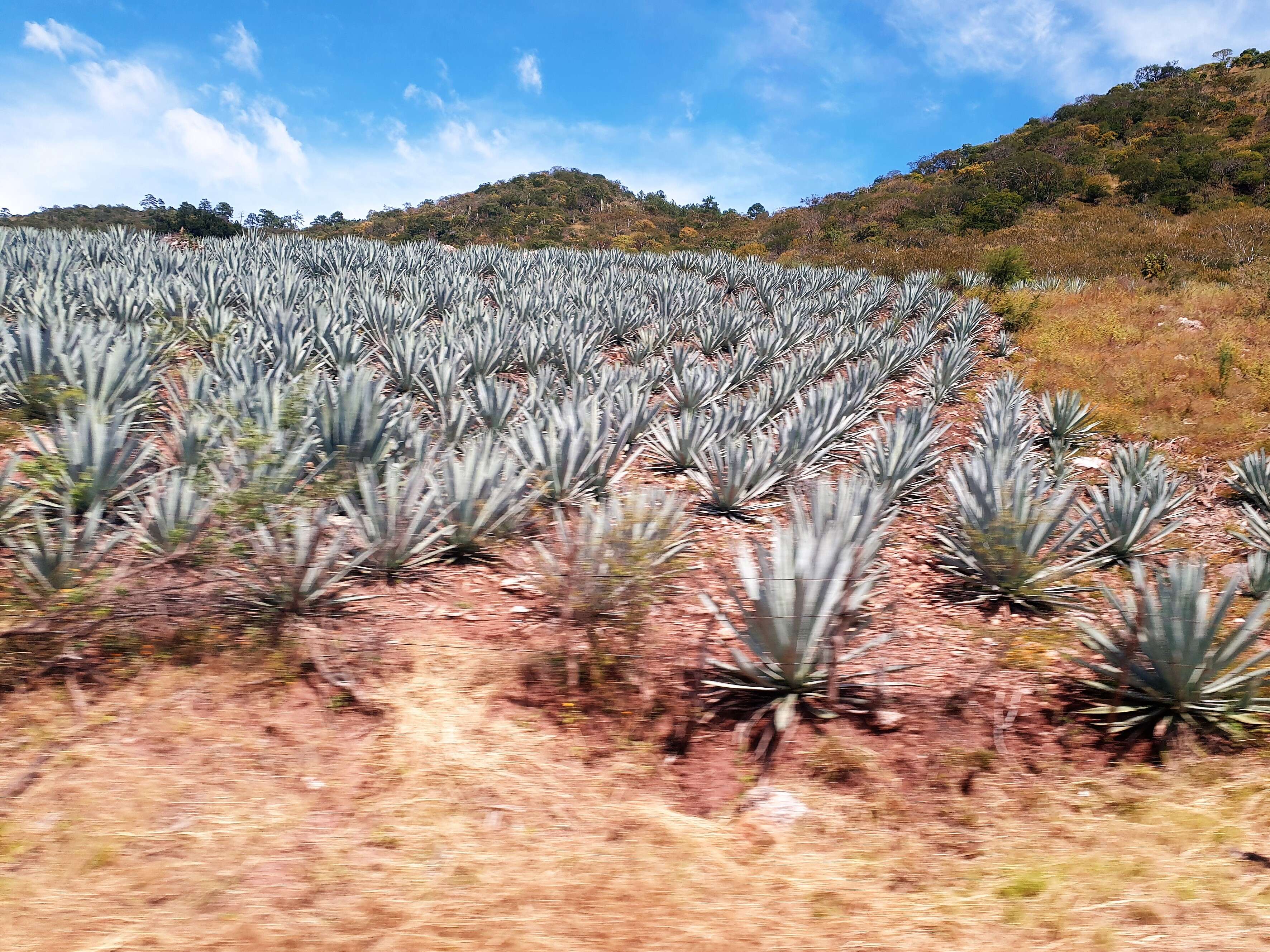 Image of tequila agave