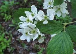 Imagem de Rubus allegheniensis Porter