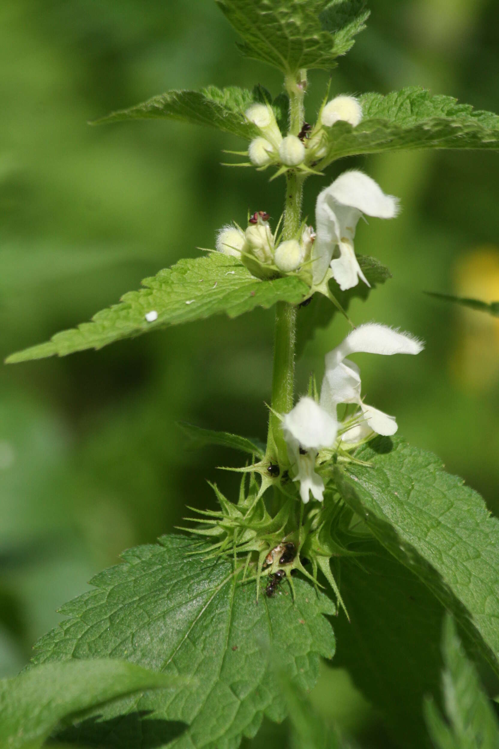 Image of white deadnettle