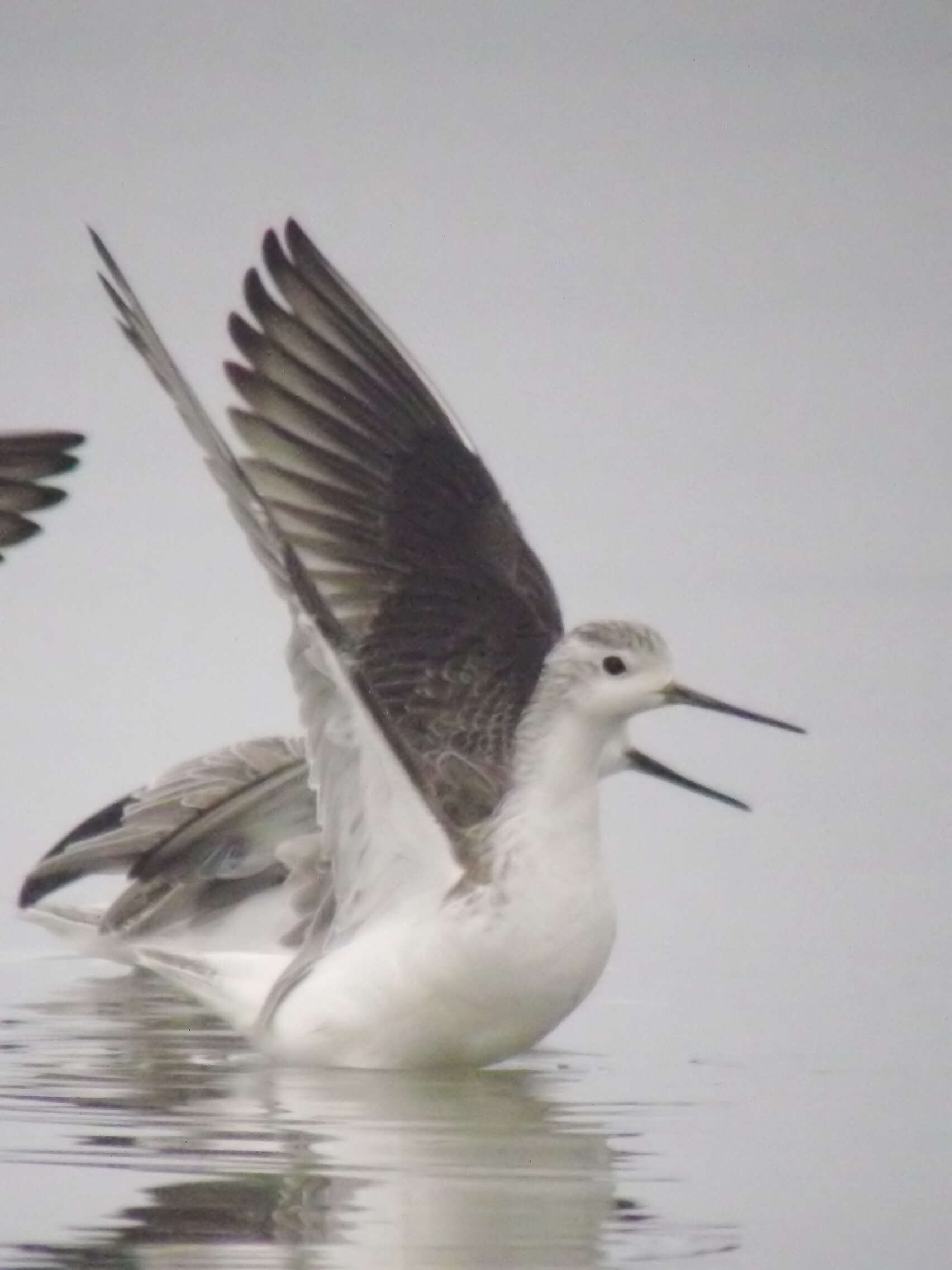 Image of Marsh Sandpiper