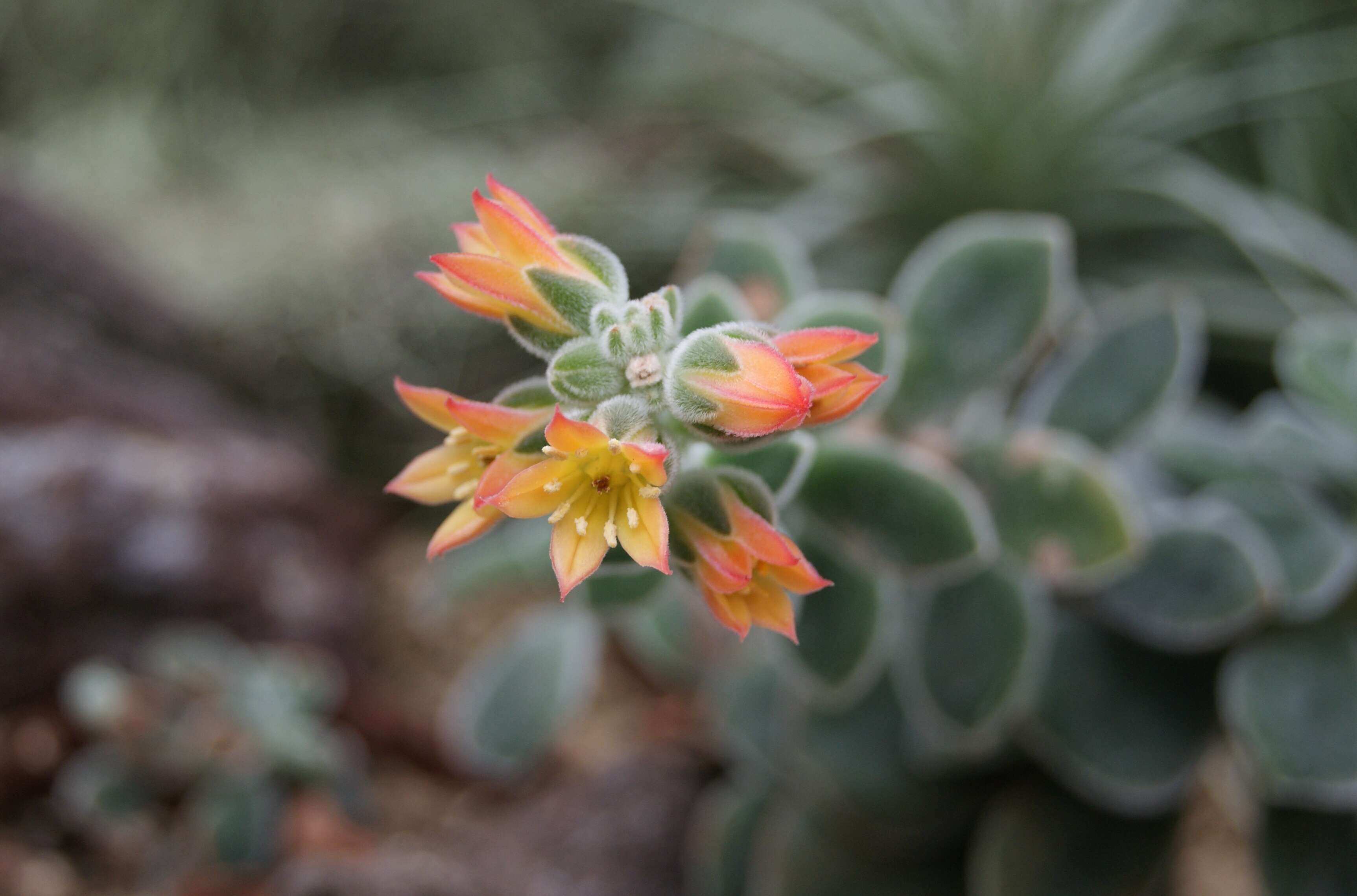 Image of Echeveria pulvinata Rose