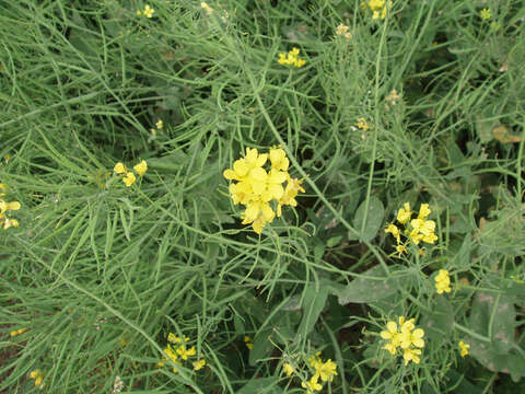 Image of Brassica rapa subsp. oleifera