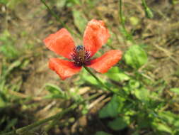 Image of Long-headed Poppy