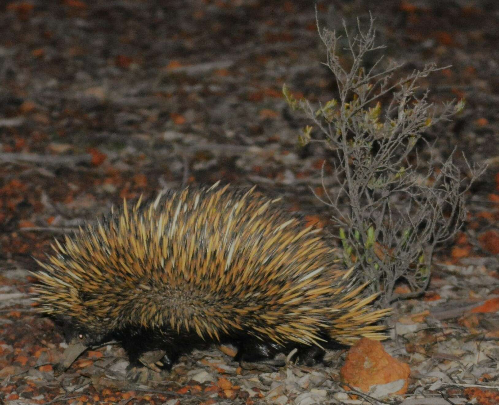 Image of echidnas