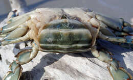 Image of blue crab