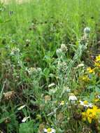 Image of common cottonrose