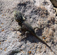 Image of Yarrow's Spiny Lizard