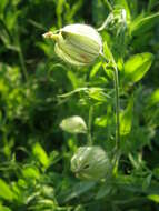 Image de Silene uralensis (Ruprecht) Bocquet