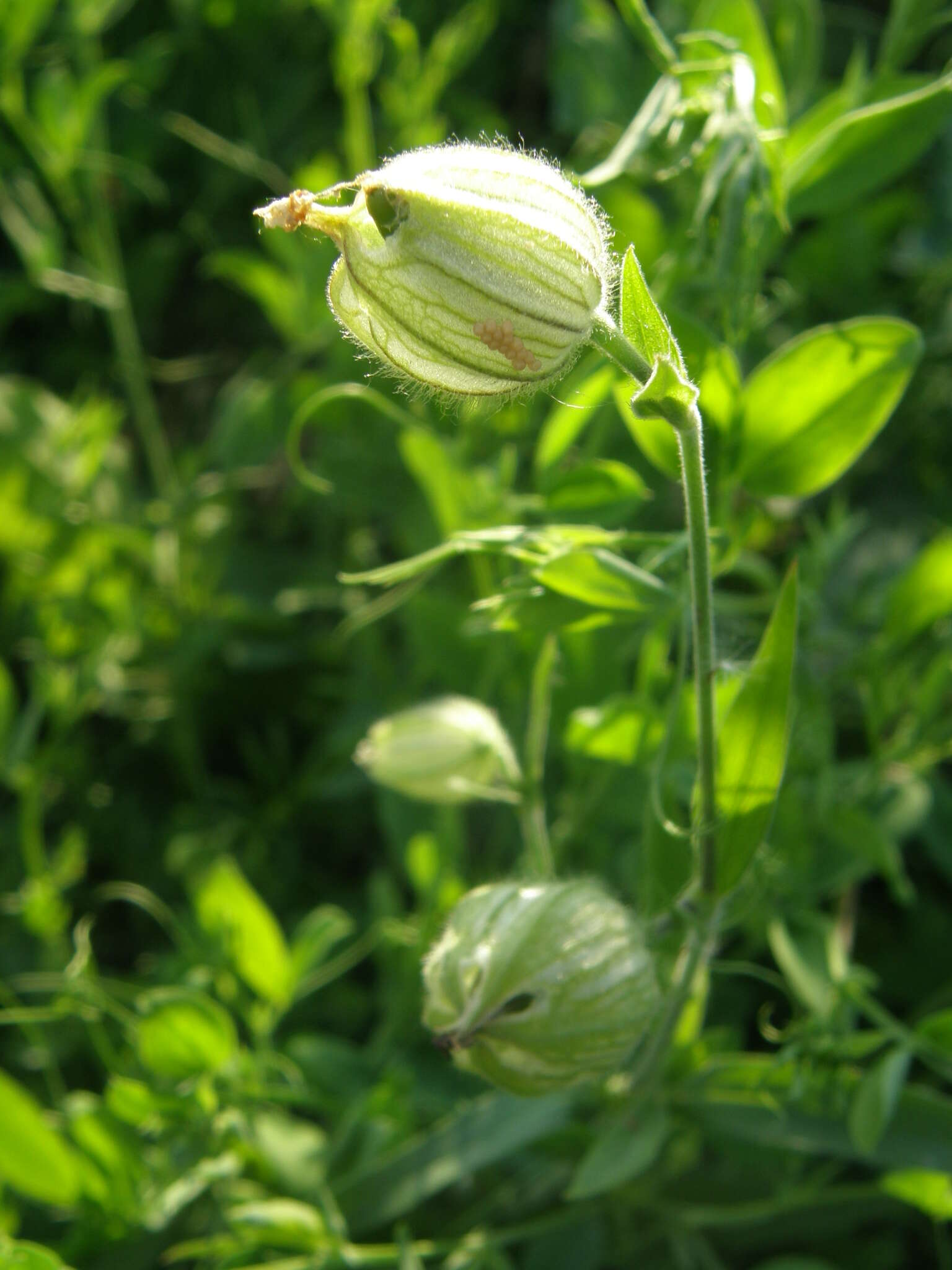 Image de Silene uralensis (Ruprecht) Bocquet