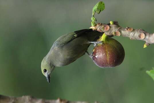 صورة Thraupis palmarum (Wied-Neuwied 1821)