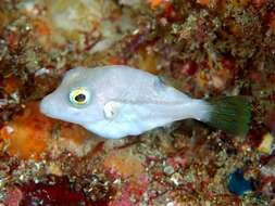 Image of Brown-lined Puffer