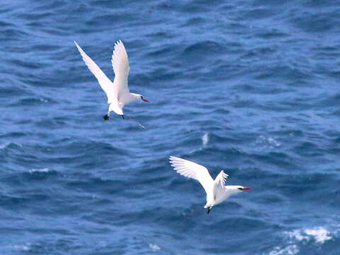 Image of Red-tailed Tropicbird