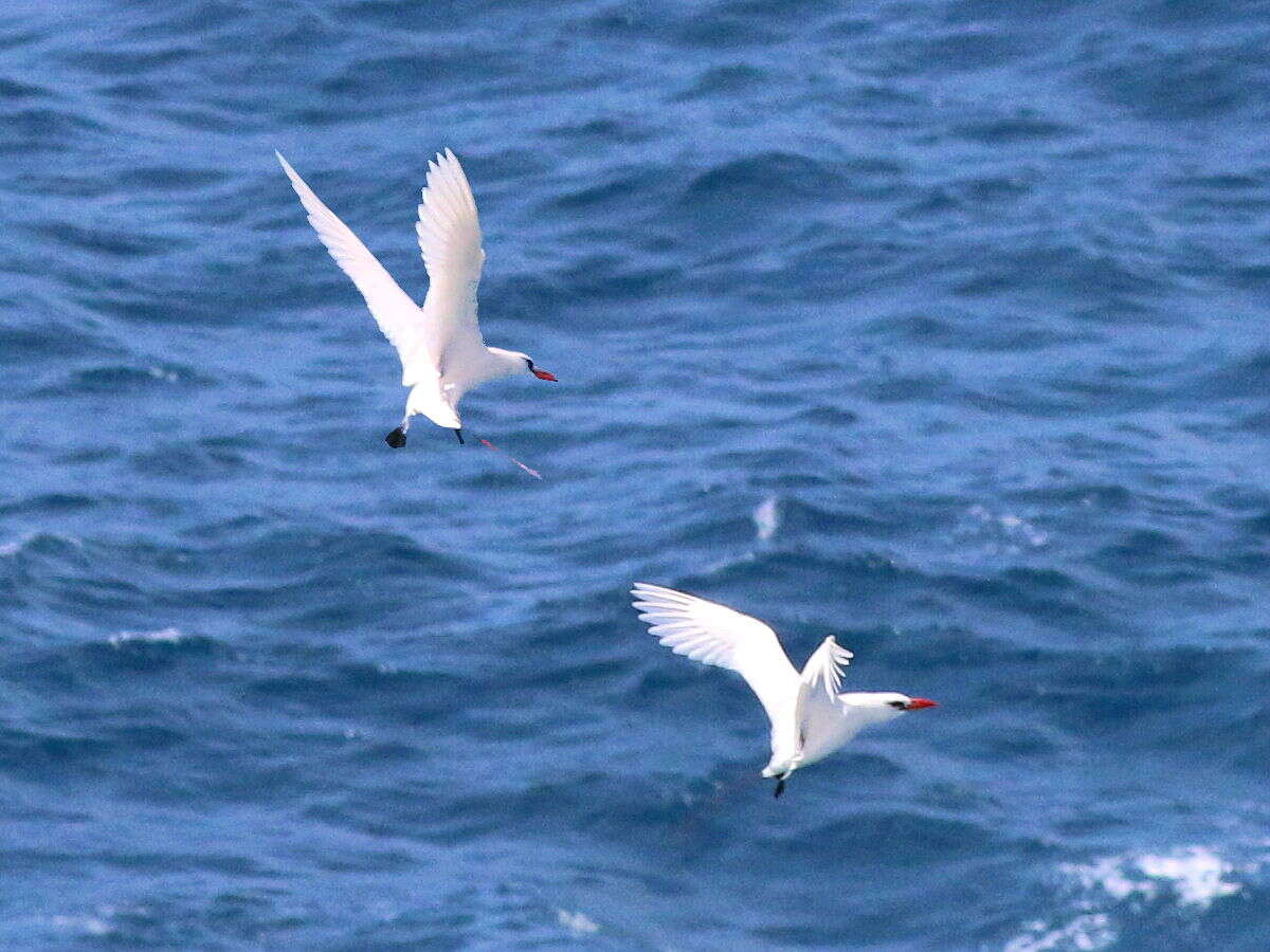 Image of Red-tailed Tropicbird