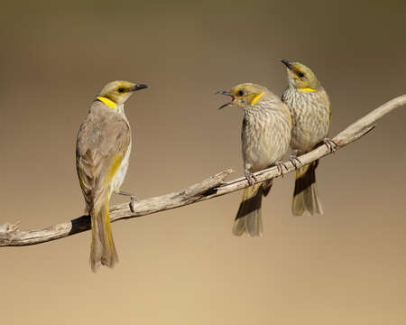 Image of Yellow-plumed Honeyeater