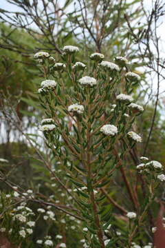 Image of Featherhead