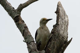 Image of White Woodpecker