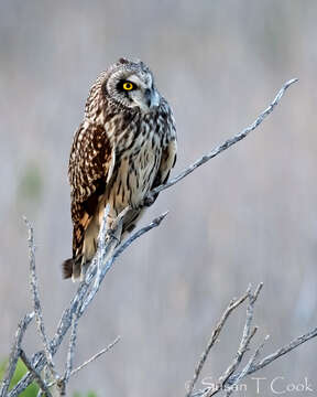 Image de Hibou des marais