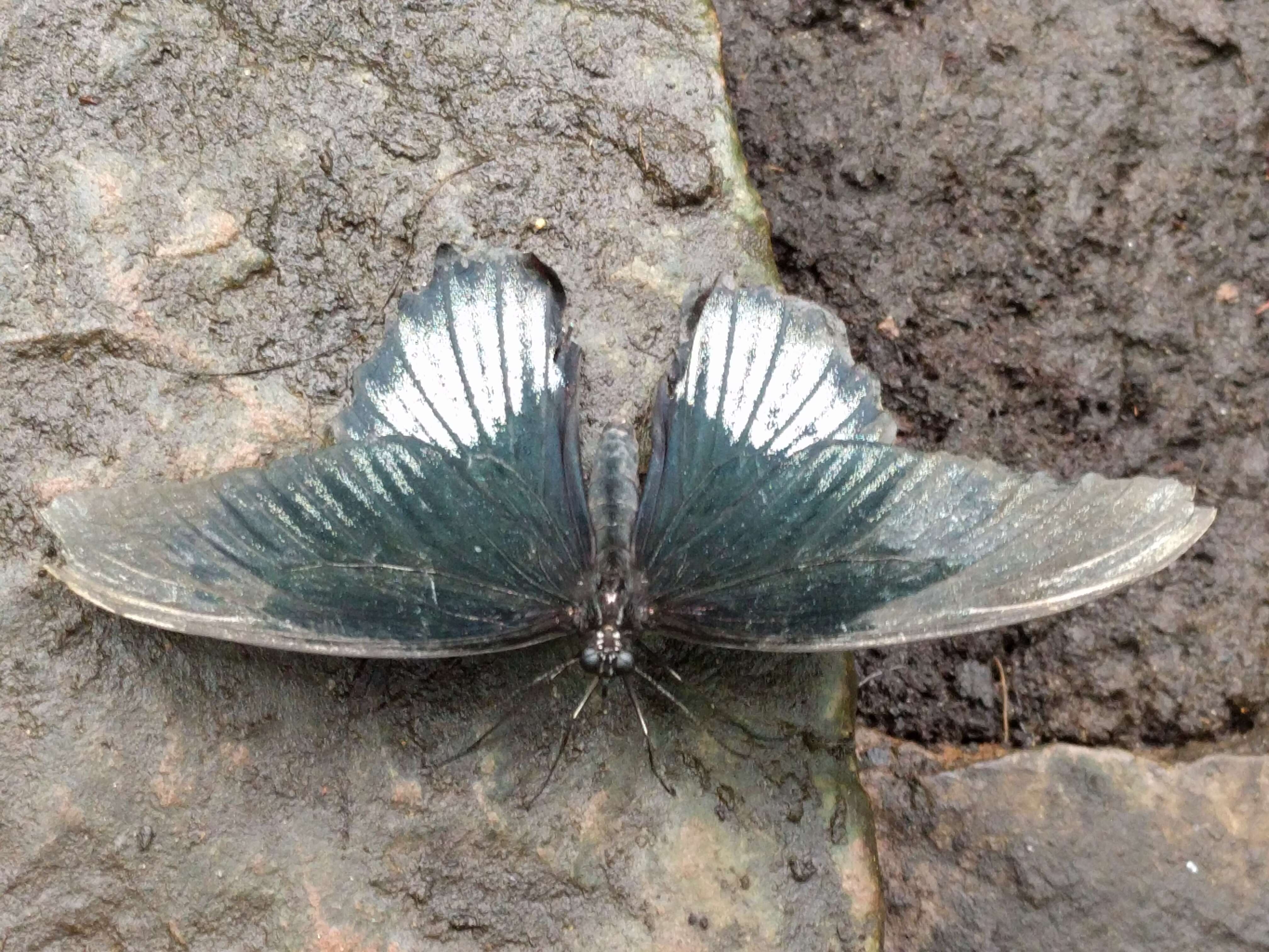 Sivun Papilio memnon Linnaeus 1758 kuva