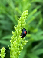 Image of Harlequin Ladybird