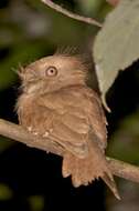 Image of Ceylon Frogmouth