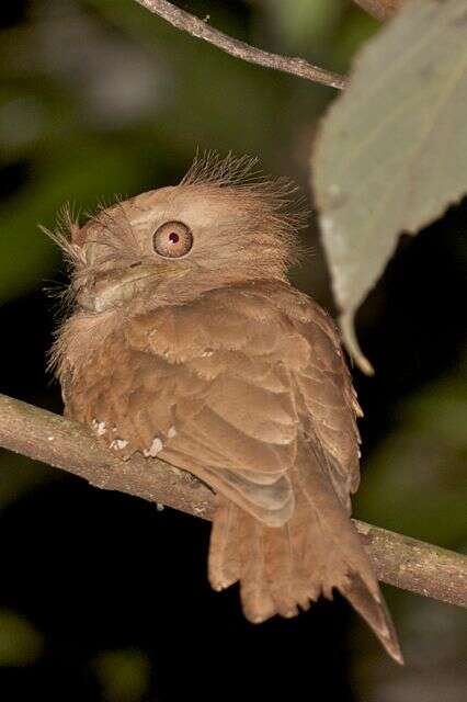 Image of Ceylon Frogmouth