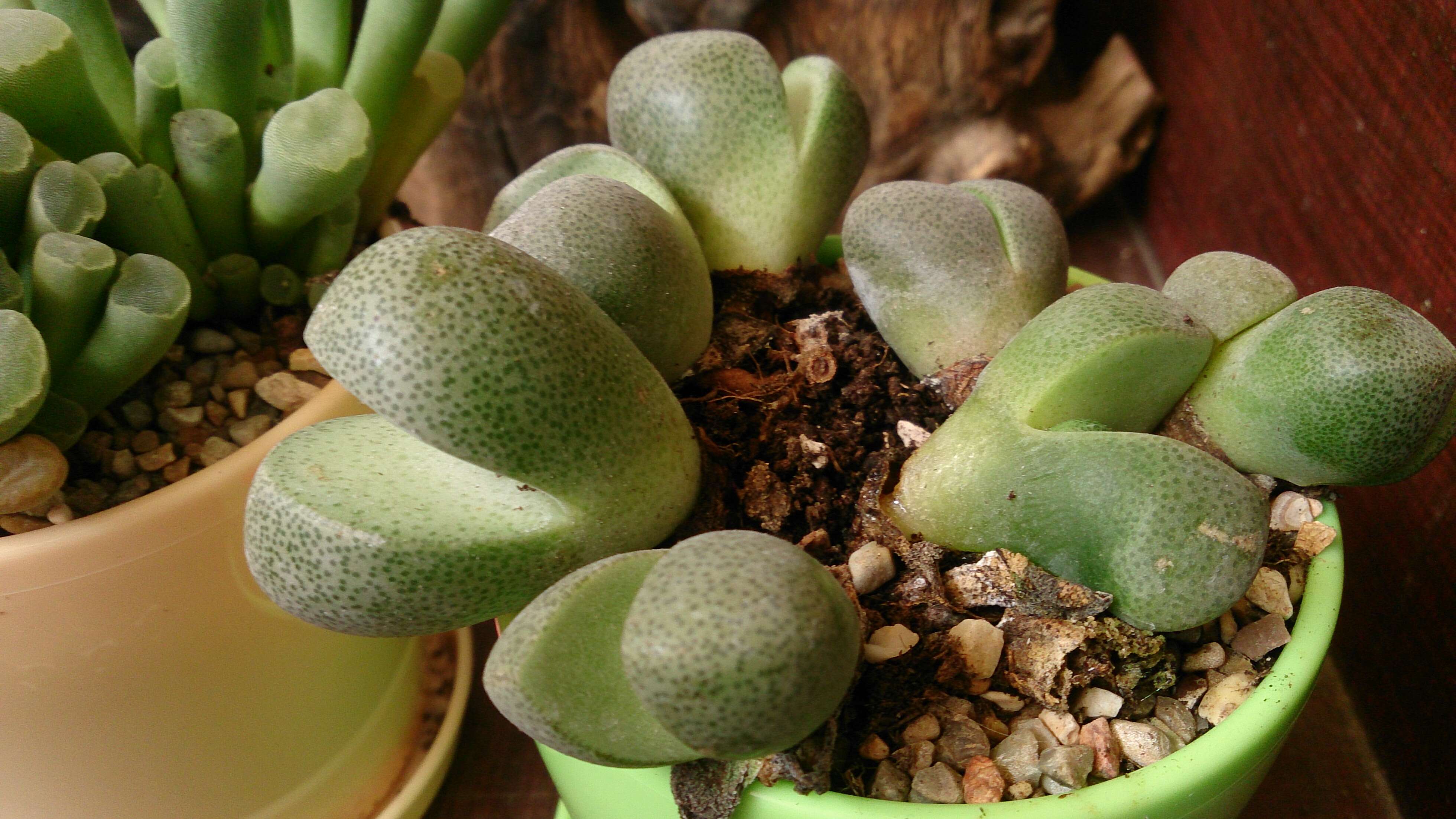 Image of Lithops marmorata (N. E. Br.) N. E. Br.