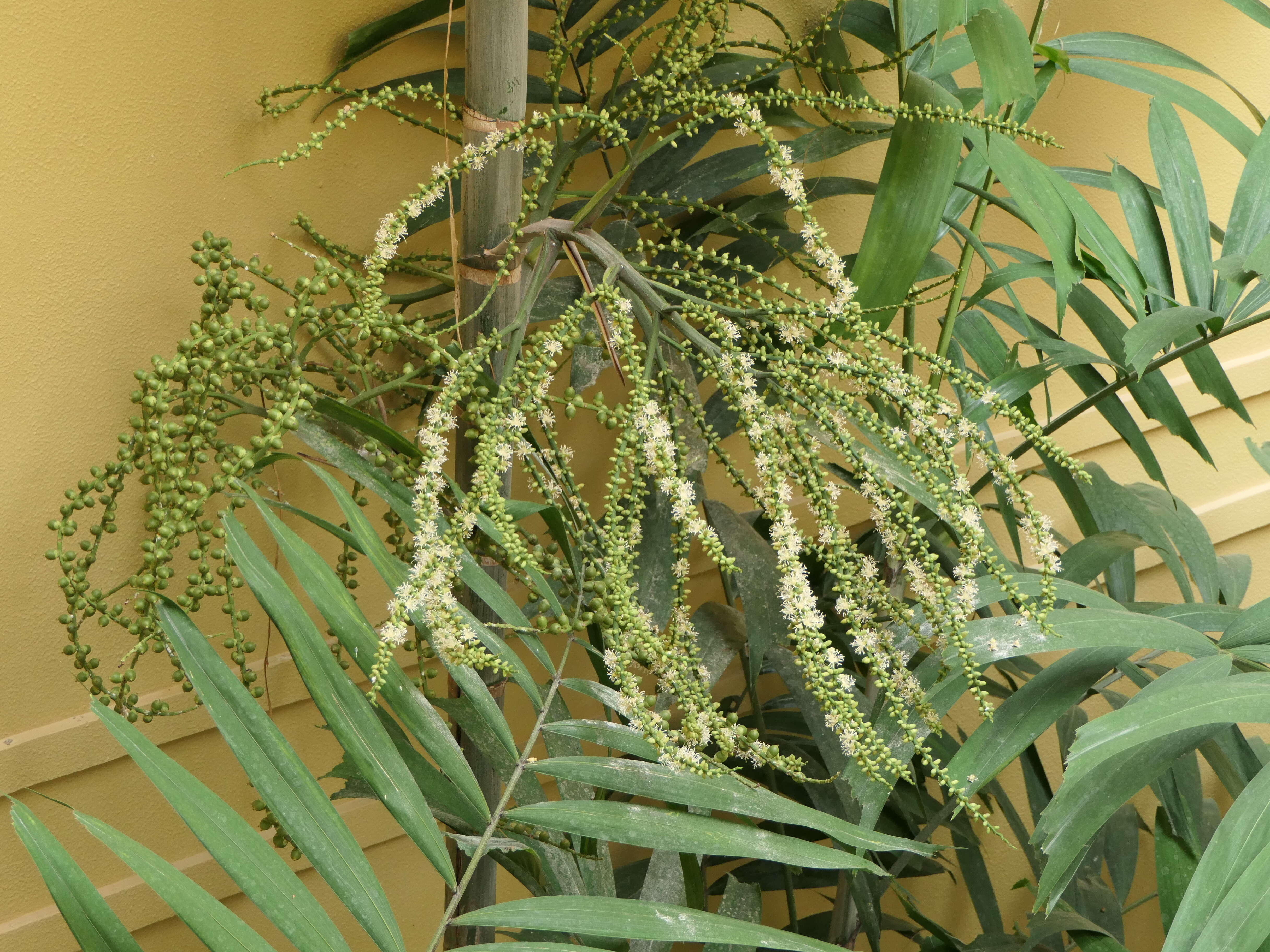 Image of Macarthur Palm