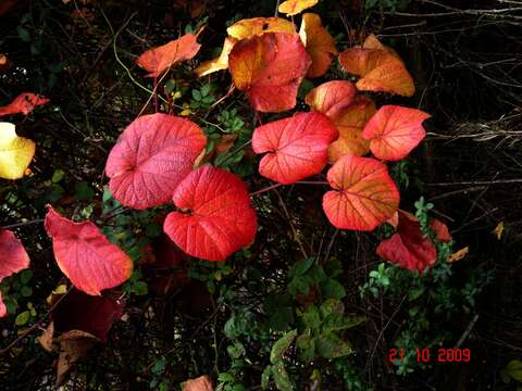 Image of crimson glory vine