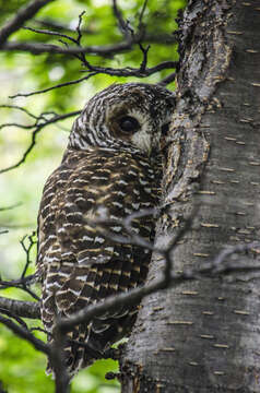 Image of Rufous-legged Owl