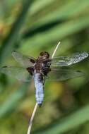 Image of Broad-bodied chaser