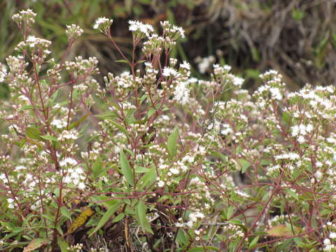 Image of spreading snakeroot