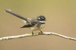 Image of Grey Fantail