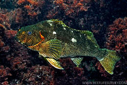 Image of Notchheaded marblefish