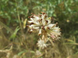 Слика од Anthyllis vulneraria L.